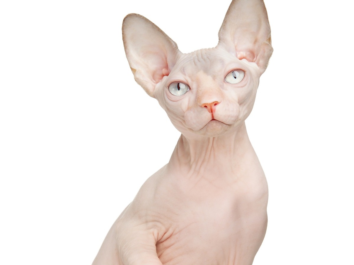 Portrét kočky sphynx